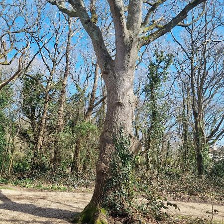 Appartement The Annexe - Woodland Views And Close To Beach! à Barton on Sea Extérieur photo